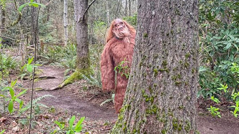 Harbor Happenings | Sasquatch lurks at Harbor Family Park
