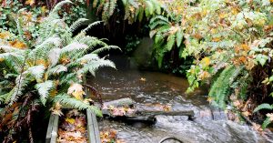 Nonprofit identifies hundreds of potential fish passage barriers on Gig Harbor Peninsula
