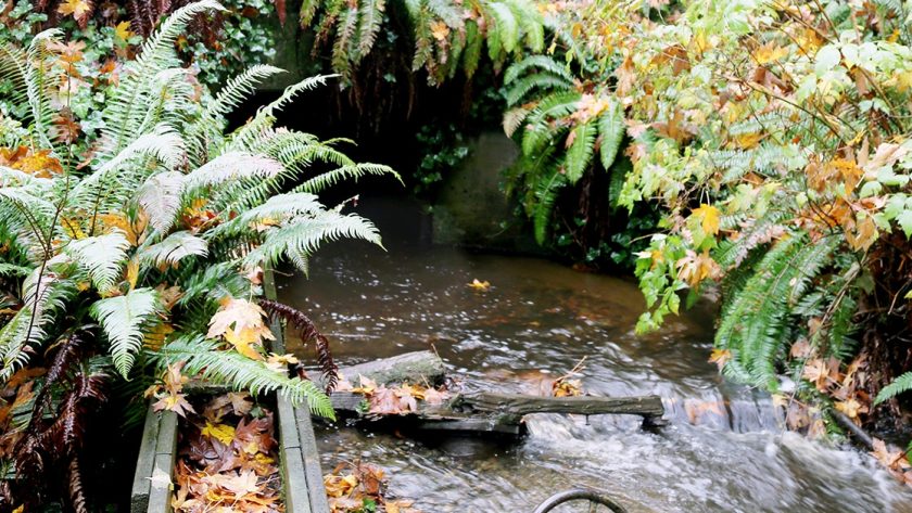Nonprofit identifies hundreds of potential fish passage barriers on Gig Harbor Peninsula