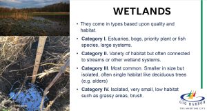 City proposes increased protections for wetlands, other critical areas