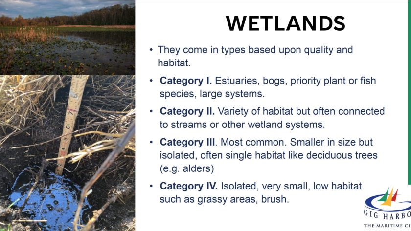 City proposes increased protections for wetlands, other critical areas