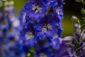 A bloomin’ spectacular show for Gig Harbor Garden tour attendees