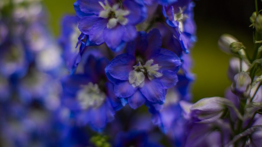 A bloomin’ spectacular show for Gig Harbor Garden tour attendees