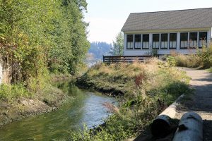 Rotary Club offers to organize North Creek restoration efforts